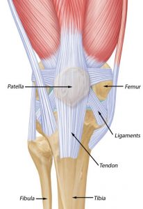 knee and patella