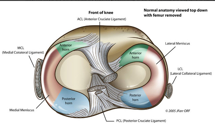 Menisci of on sale knee joint