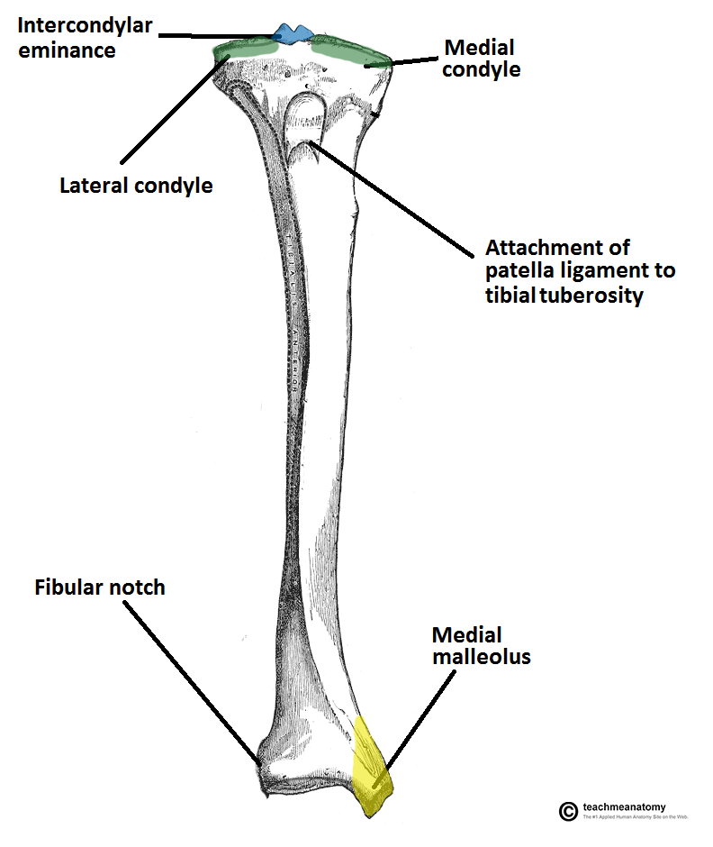 tibia anterior crest