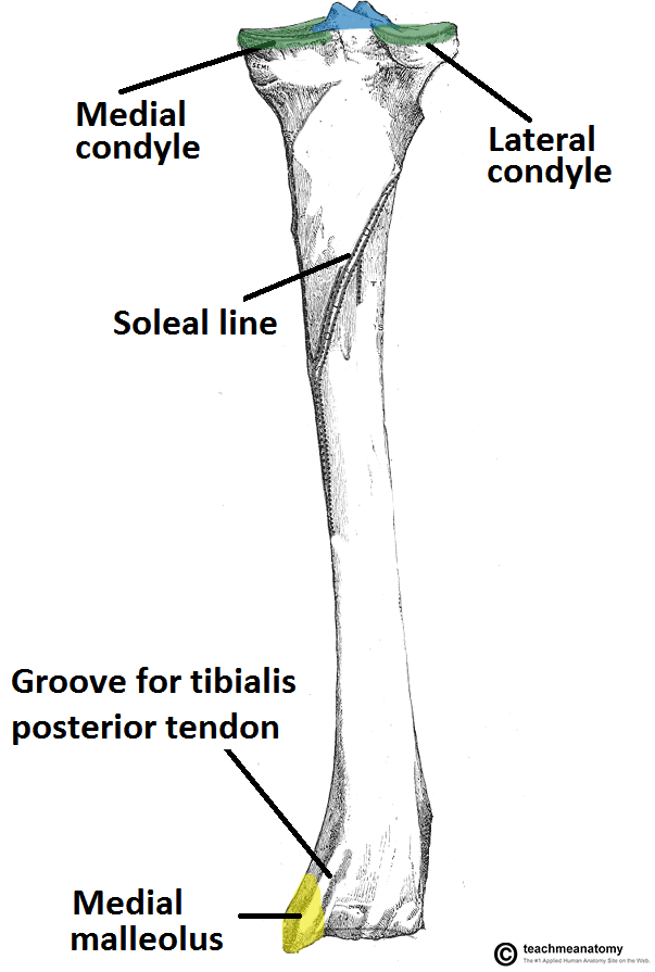 tibial tuberosity surface anatomy