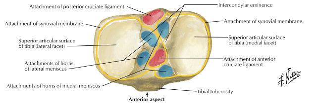 Attachments on articular surface of tibia