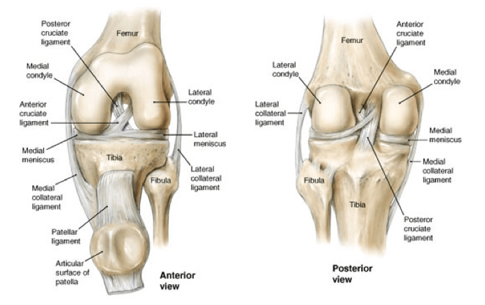 sulcus terminalis lateral femoral condyle