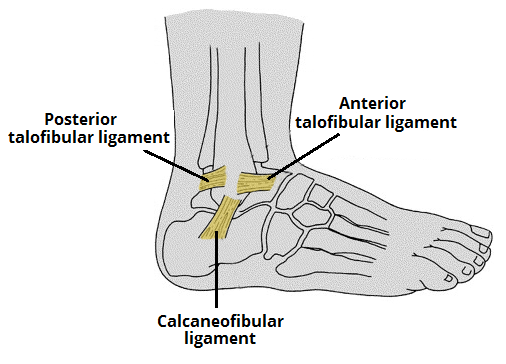 Anatomy of ankle joint