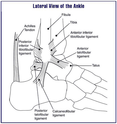 Lateral-view of ankle joint