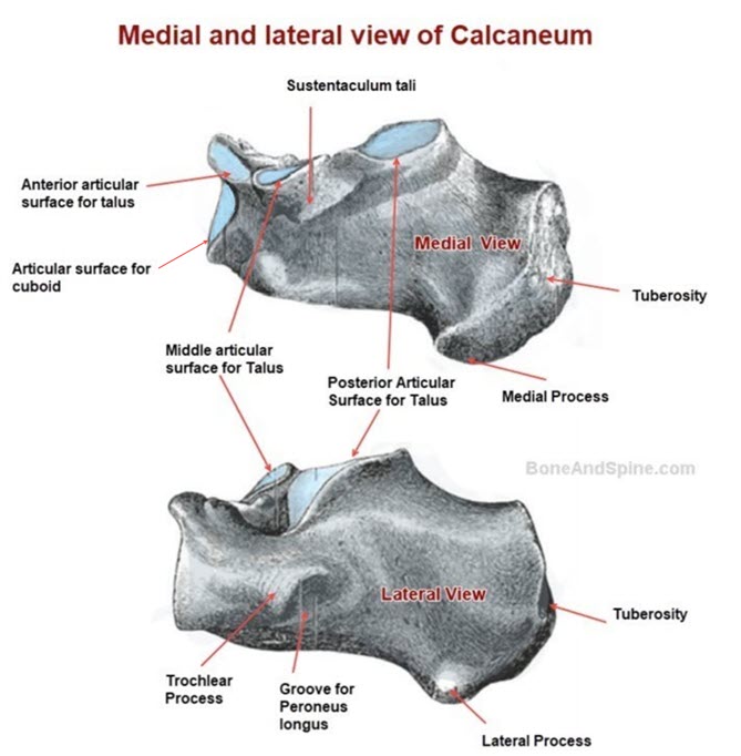 Calcaneus anatomy - Medial and lateral view