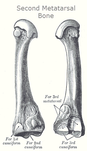 Second Metatarsal Bone