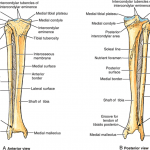 tibia fibula interosseous membrane