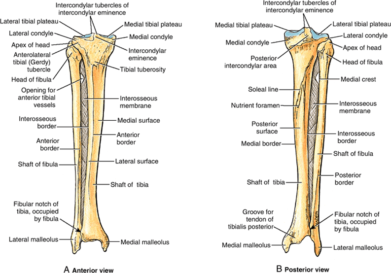 Tibia and fibula, shaft