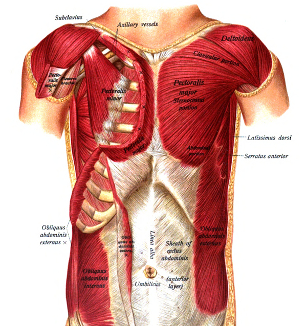 Poland Syndrome Presentation And Treatment Bone And Spine