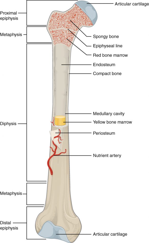 nutrient artery of humerus