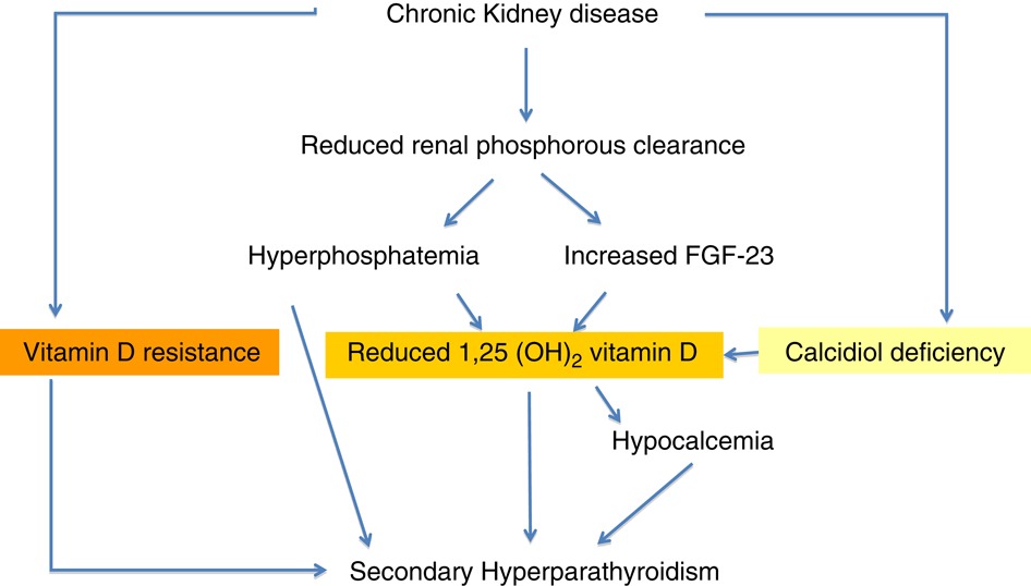 hyperparathyroidism and hypoparathyroidism