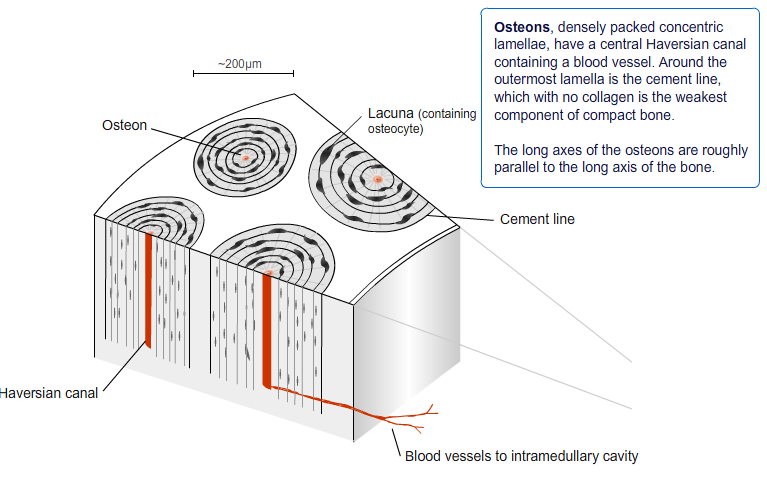 Lamellar bone osteon