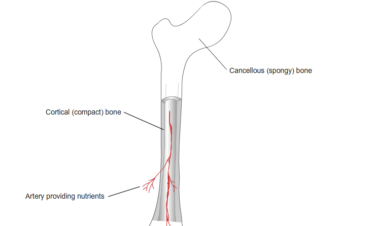 Cortical and Cancellous Bone