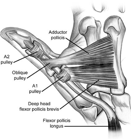 Trigger Finger: Practice Essentials, Background, Anatomy