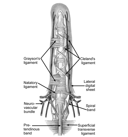 Different fascial structures involved in Dupuytren contracture