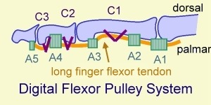 Flexor pulley system of finger