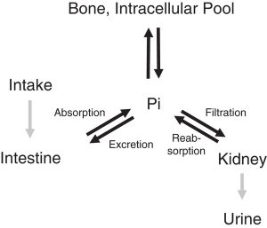 Phosphorus Metabolism