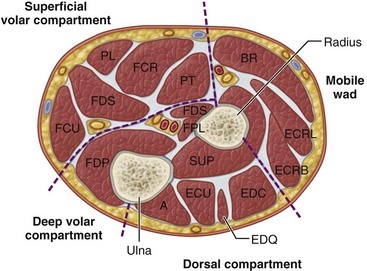 Compartments of Forearm