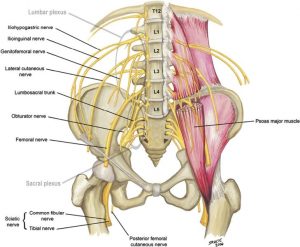 Iliacus or iliopsoas compartment