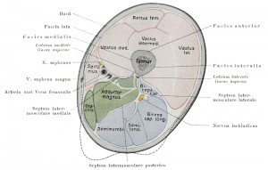 Compartments of Thigh shown in different Colors