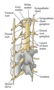 Contents of Vertebral cana