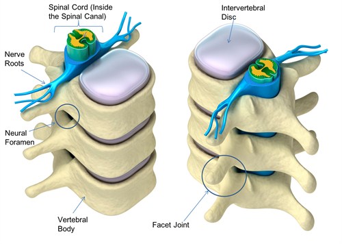 An illustration showing how vertebral canal is formed by stacking individual vertebral foramen on each other