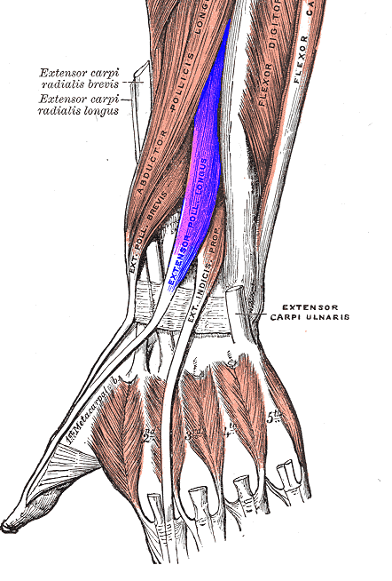 Extensor muscles to the thumb