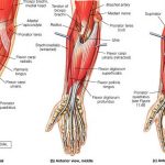 Flexor Muscles of Hand and Wrist
