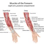 Extensor muscles of hand and forearm