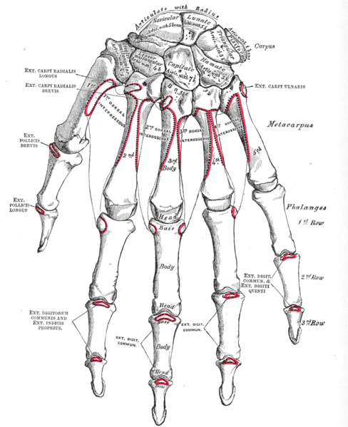 Bones of the hand dorsal view