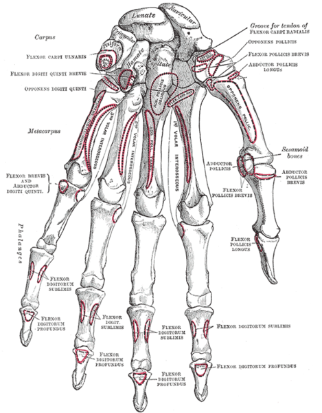 Bones of the hand palmar view