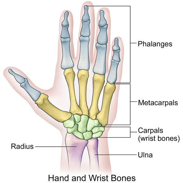 bones of the hand and wrist diagram