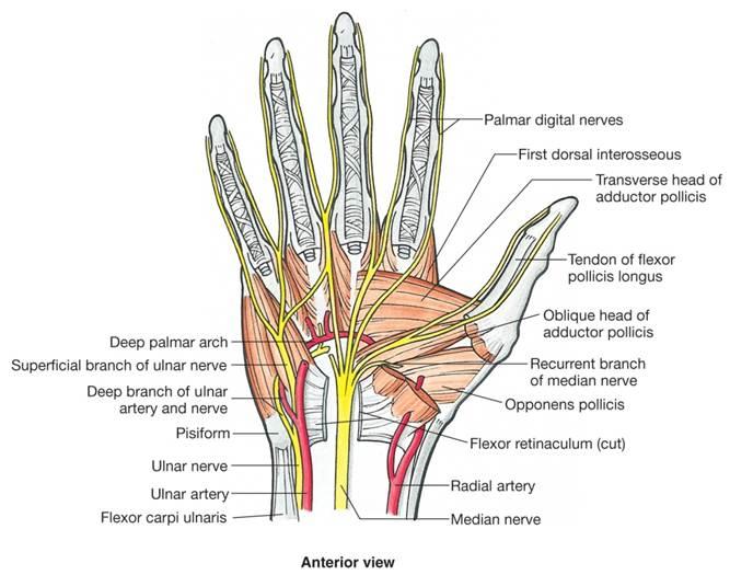 Median nerve and ulnar nerve distribution