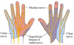 Cutaneous nerve supply of different nerves in hand