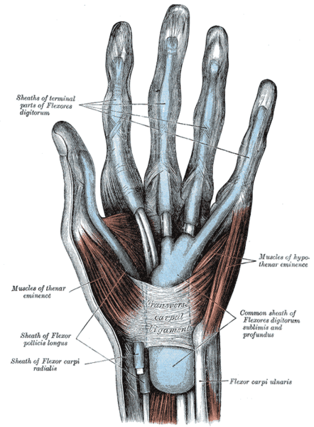 synovial sheaths of hand