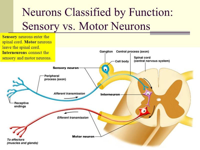 sensory and motor neuron