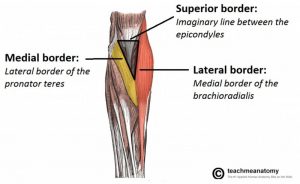 Cubital Fossa Boundaries