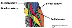 antecubital fossa