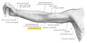 Cubital Fossa Location