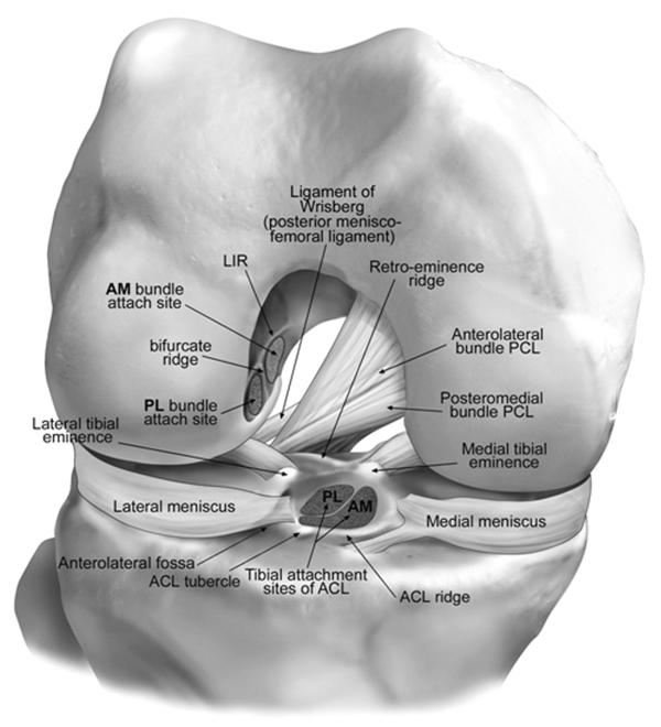 Knee Ligaments femoral and tibial insertions,