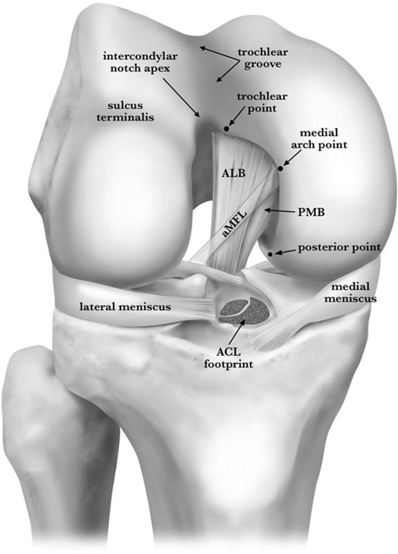 Posterior cruciate ligament