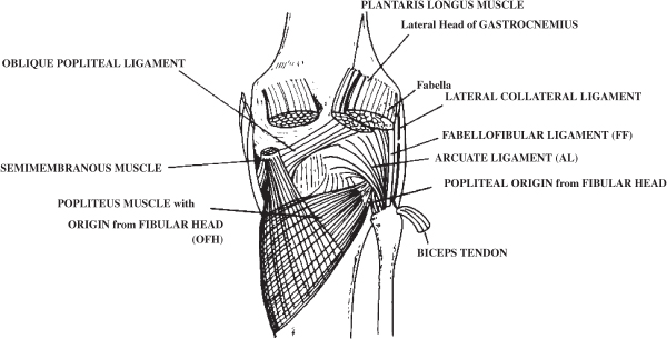 posterior knee ligaments