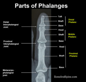 parts of phlanges