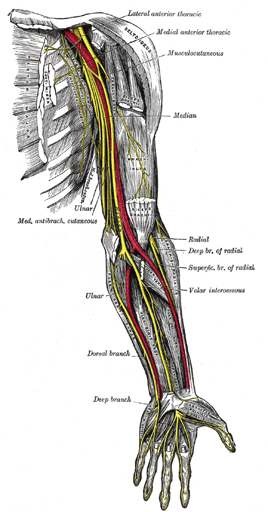Course of ulnar nerve