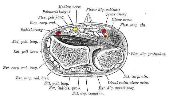 Cross section of the wrist
