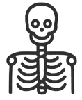 Anatomy